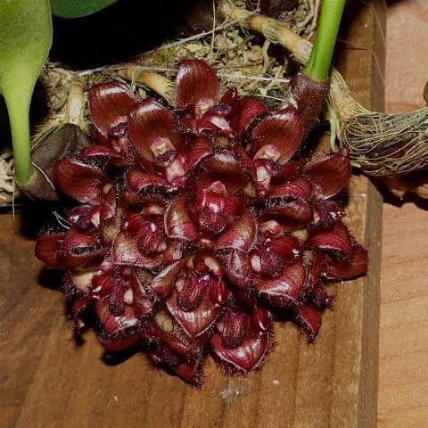 Bulbophyllum sigaldiae - PotPlantPetal