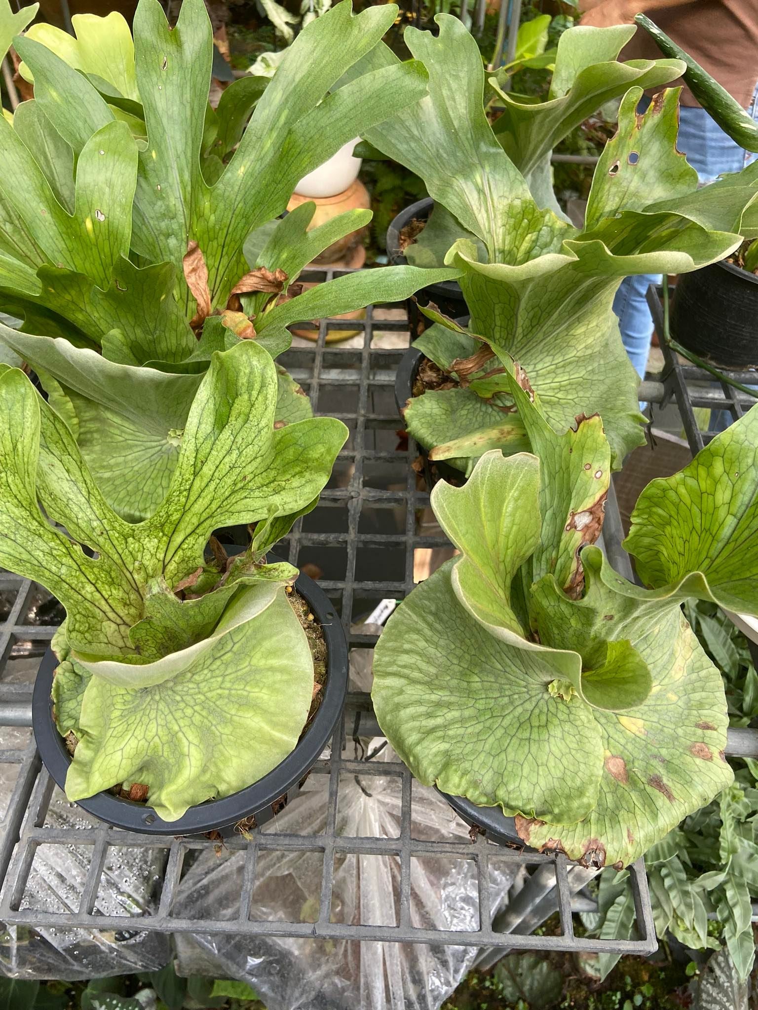 Platycerium wandae