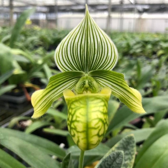 Paphiopedilum venustum v. alba - PotPlantPetal