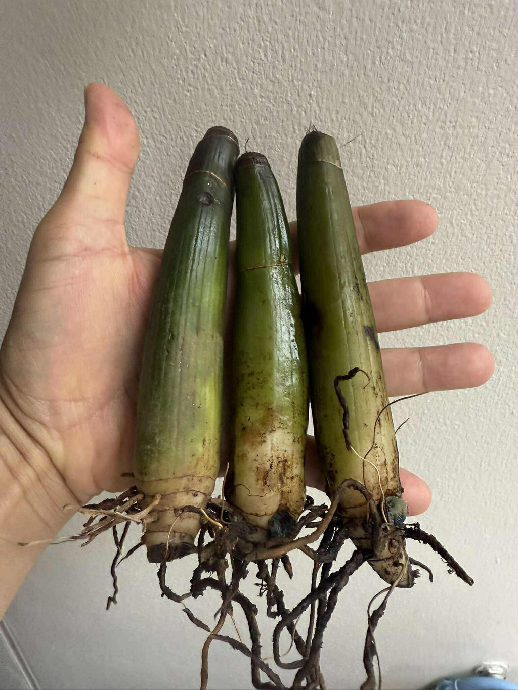 Phaius flavus(leaves spotted) - PotPlantPetal