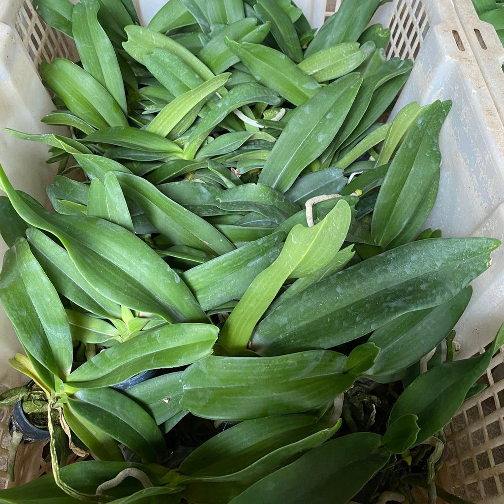 Orchid Rhynchostylis gigantea blue 2 plant beautiful tropical Orchid foxtail orchid pot size 1" seedling size - PotPlantPetal