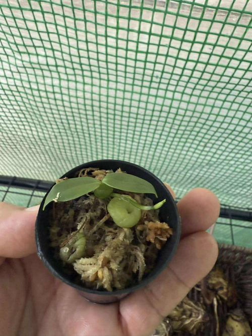 Bulbophyllum physometrum - PotPlantPetal