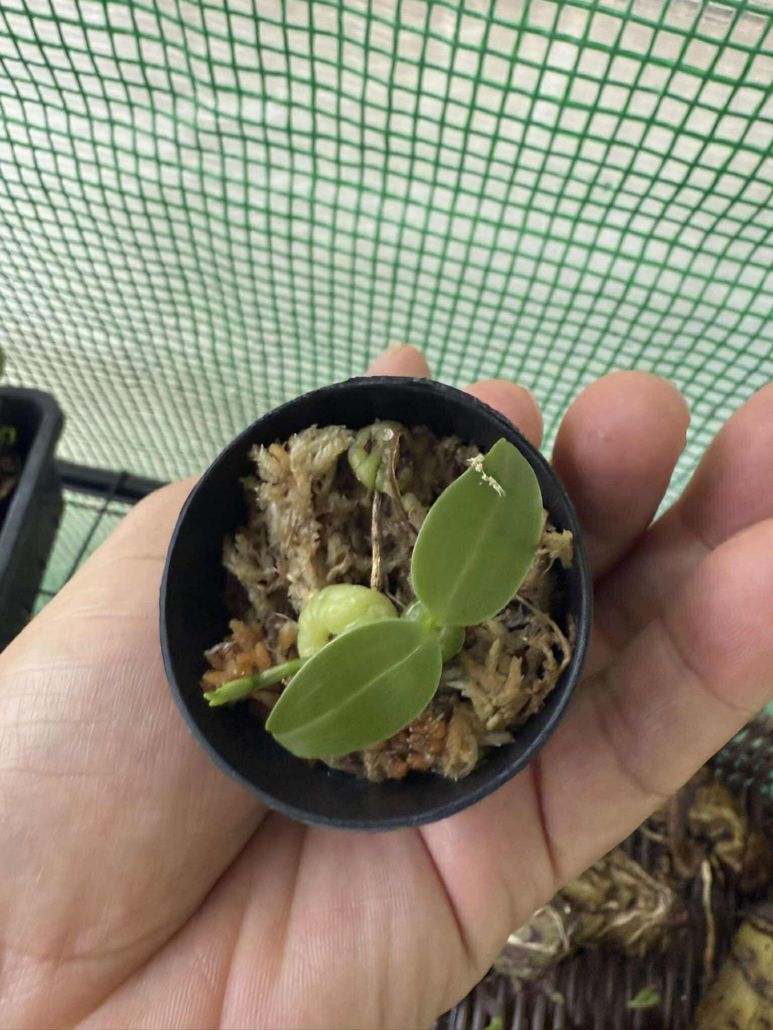 Bulbophyllum physometrum - PotPlantPetal