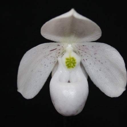 Paphiopedilum thaianum
