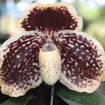 Paphiopedilum godefroyae - PotPlantPetal