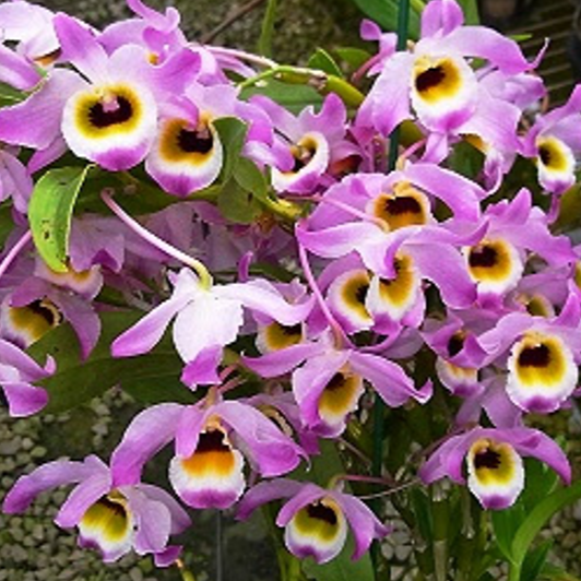 Dendrobium findlayanum var. oocutum