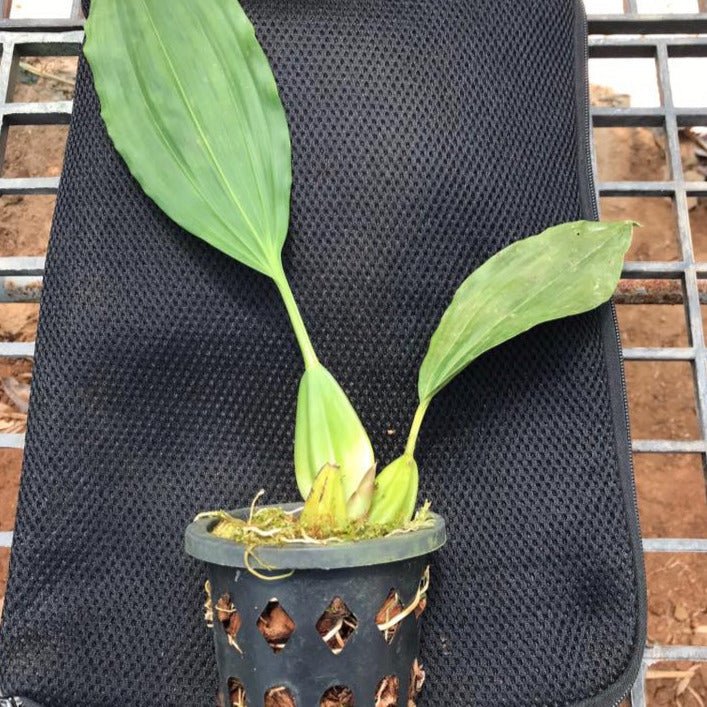 Coelogyne xyrekes - PotPlantPetal