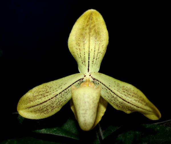 Paphiopedilum josianae (concolor var. longipetalum) - PotPlantPetal
