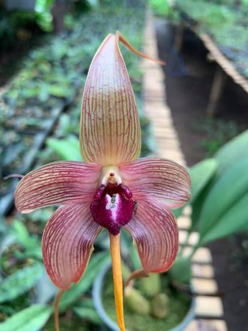 Bulbophyllum echinolabium - PotPlantPetal