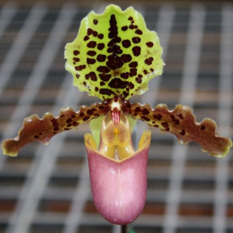 Paphiopedilum henryanum - PotPlantPetal