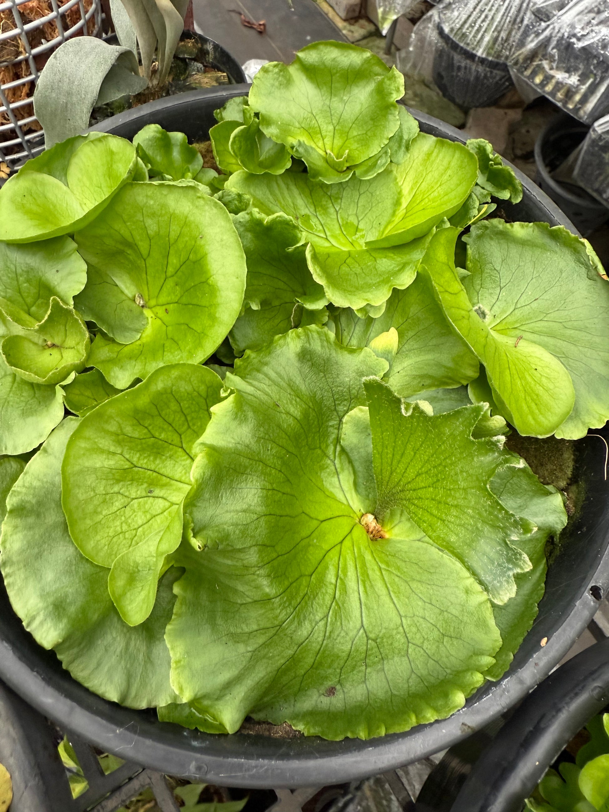 Platycerium madagascariense 1 plant Ridley’s Staghorn Fern Collection for home and Garden Fern
