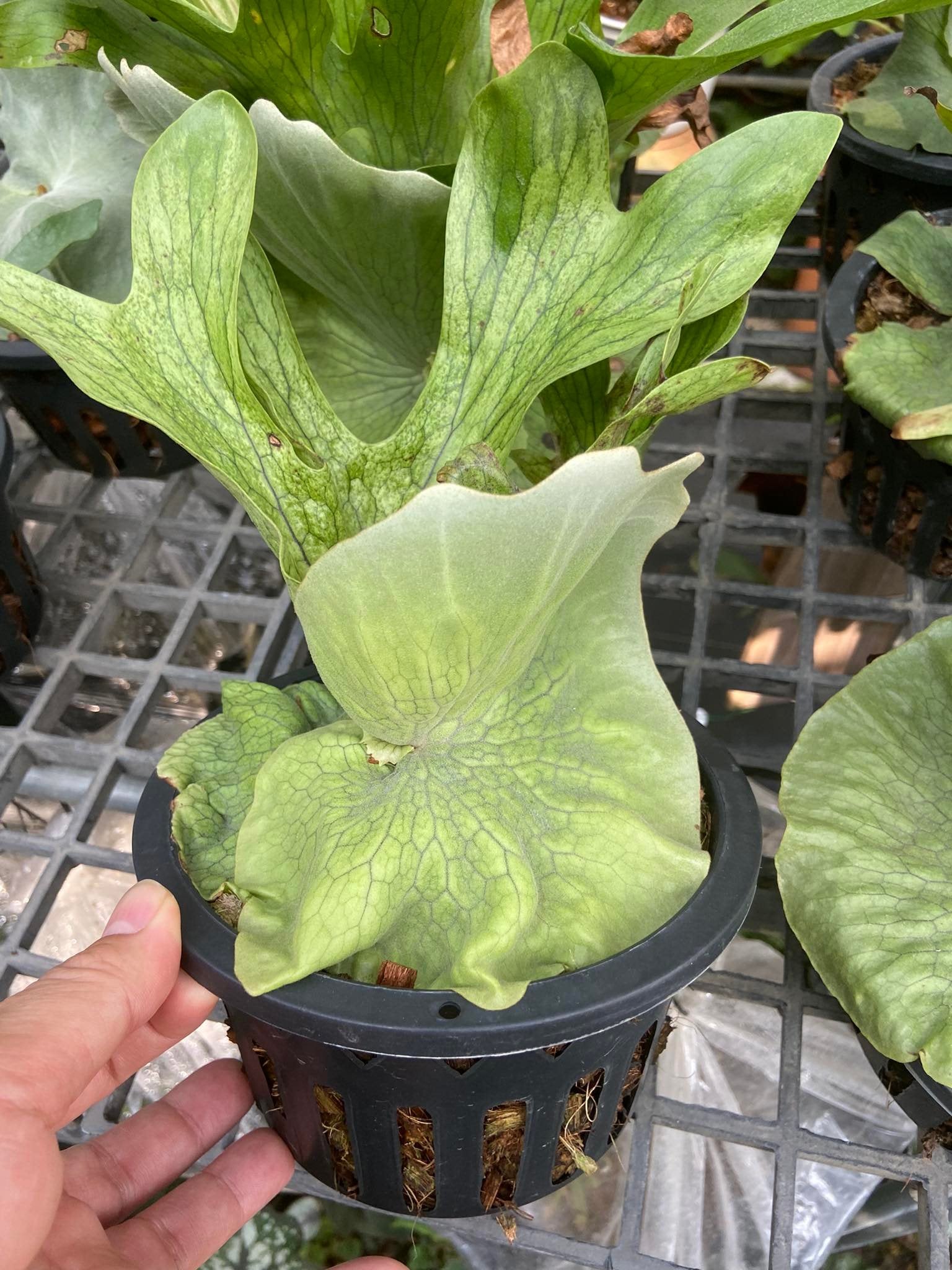 Platycerium wandae