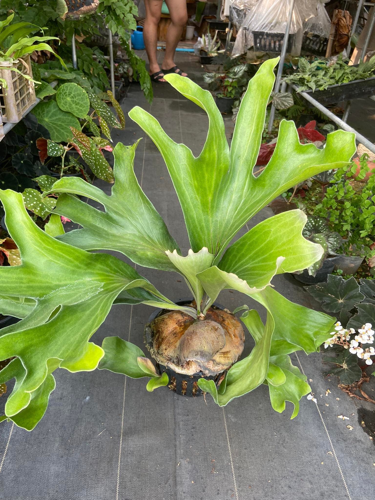 Platycerium hillii dragon