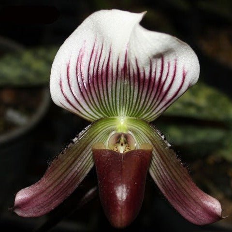 Paphiopedilum callosum - PotPlantPetal