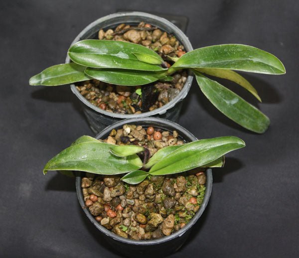 Paphiopedilum tranlienianum - PotPlantPetal