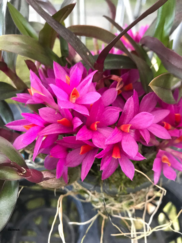 Dendrobium Hibiki