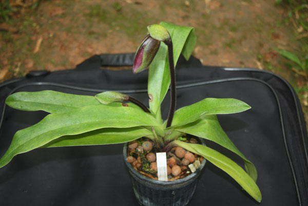 Paphiopedilum spicerianum