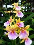 Miltonia Sunset (Miltonia regnellii x Miltonia Goodale Moir)