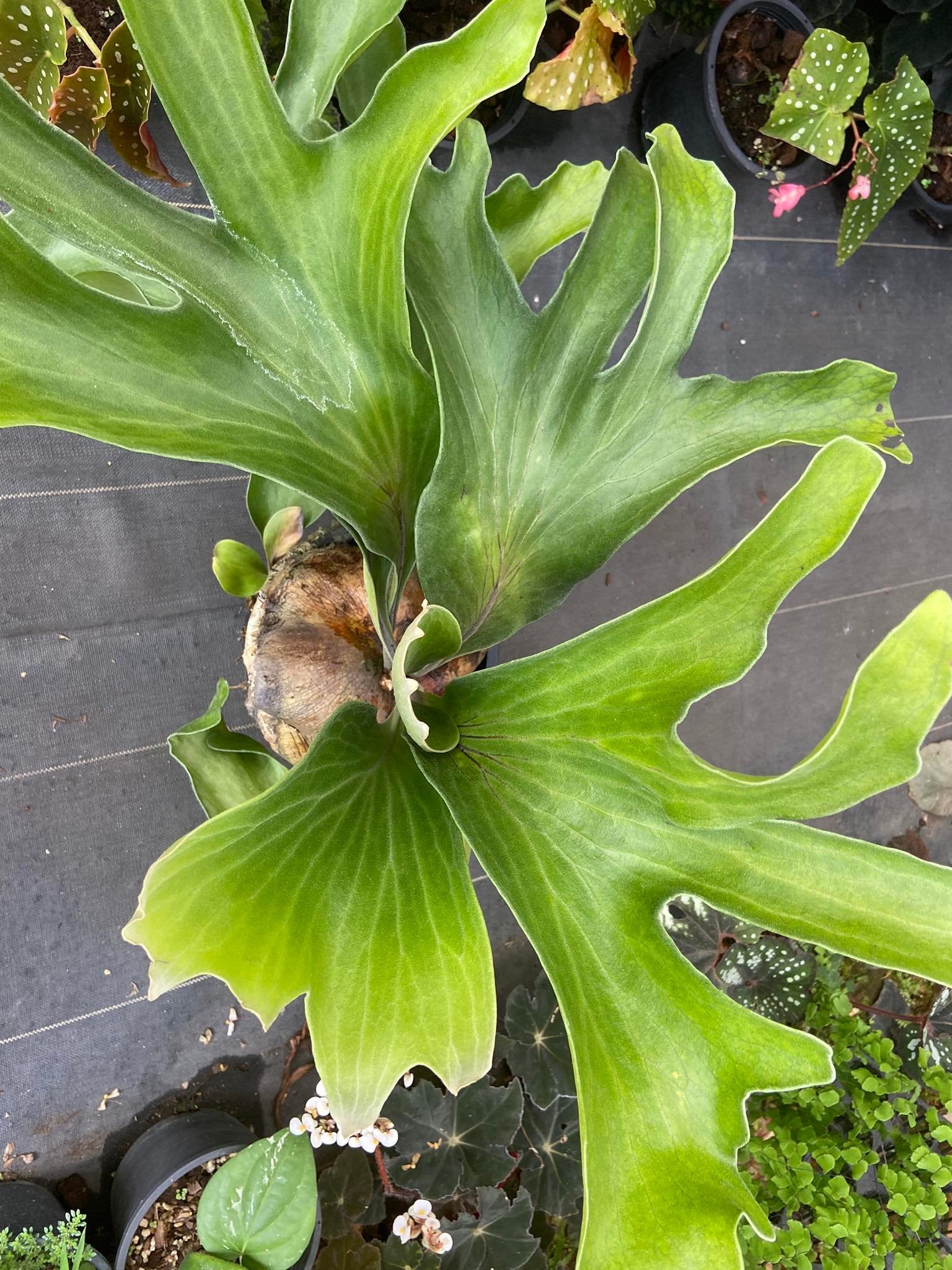Platycerium hillii dragon