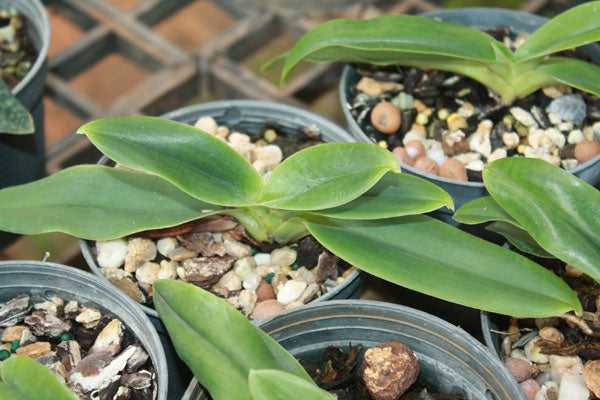 Paphiopedilum hangianum