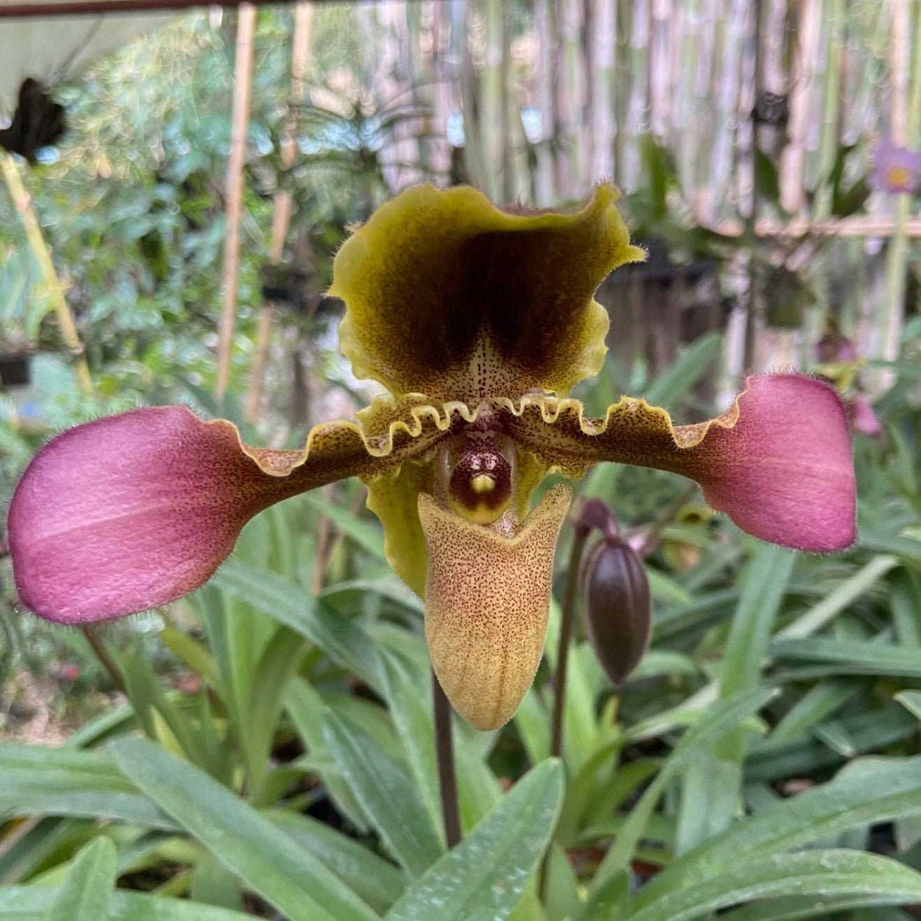 Paphiopedilum hirsutissimum - PotPlantPetal