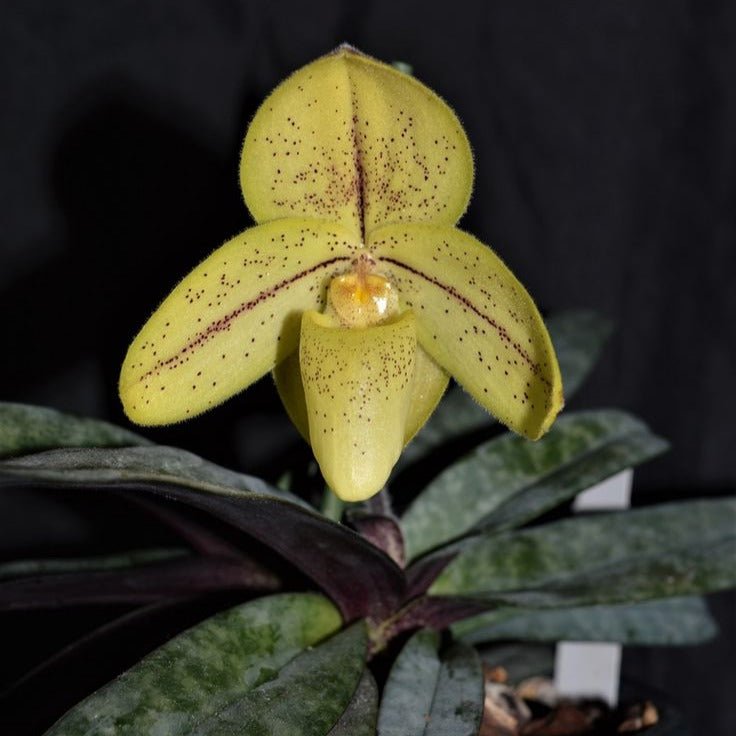 Paphiopedilum concolor (Kanchanaburi) - PotPlantPetal