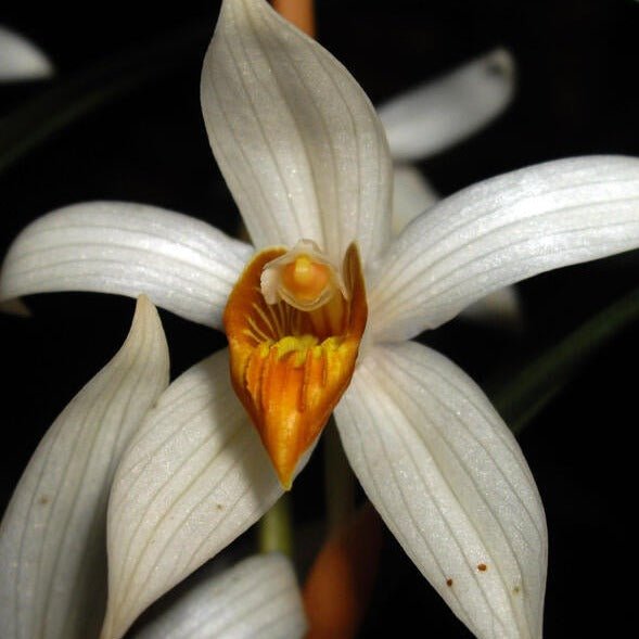 Coelogyne pachystachya - PotPlantPetal