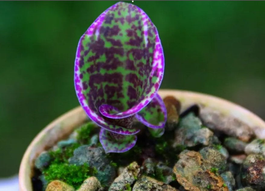 Sirindhornia monophylla (Jewel orchid) 1 tuber