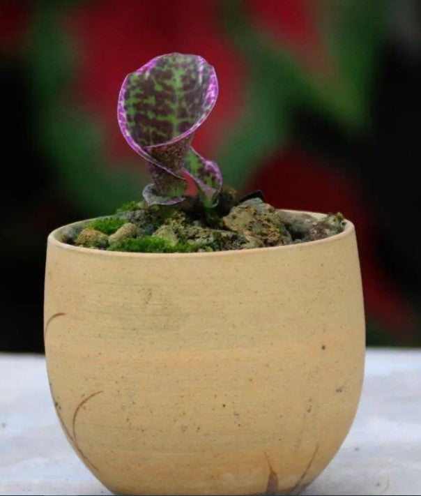 Sirindhornia monophylla (Jewel orchid) 1 tuber