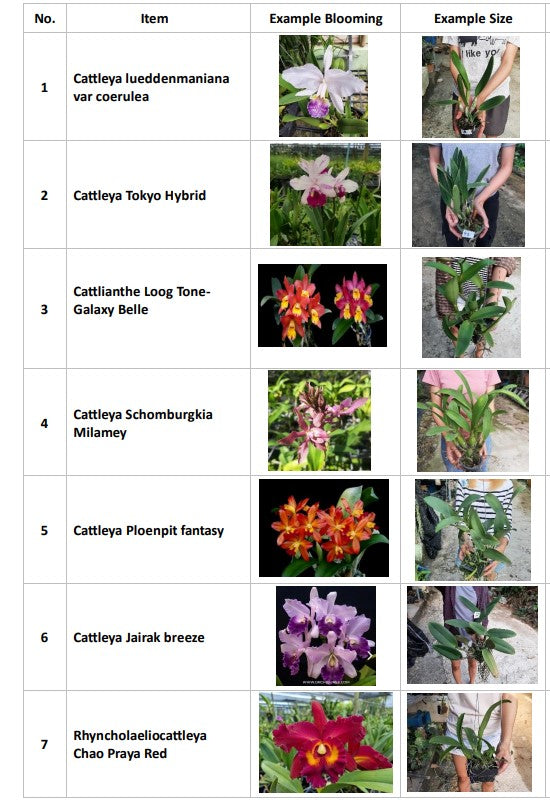 Cattleya forbesii