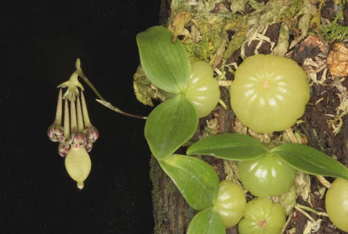 Bulbophyllum physometrum - PotPlantPetal