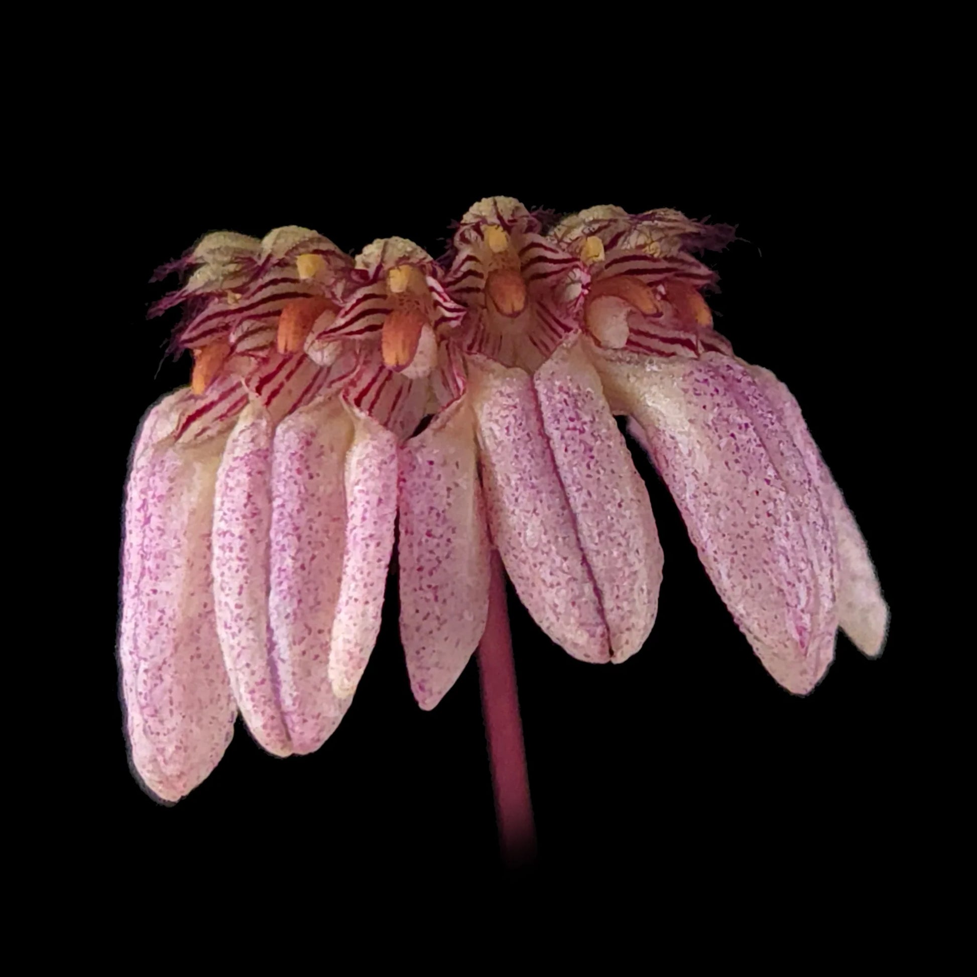 Bulbophyllum sikkimense