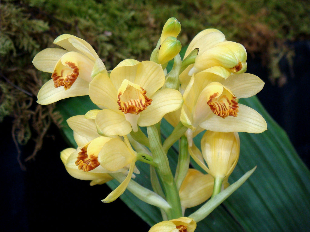 Phaius flavus(leaves spotted) - PotPlantPetal