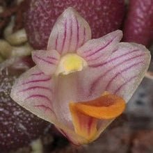 Dendrobium prenticei (syn Dockrillia lichenastrum) デンドロビューム　リチェナストラム - PotPlantPetal