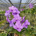 Vanda Rothschildiana (Vanda coerulea x Vanda sanderiana)