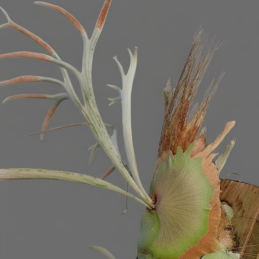 Platycerium veitchii 'Lemoinei'