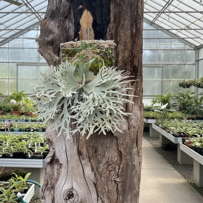 Platycerium willinckii "Yellow Moon"