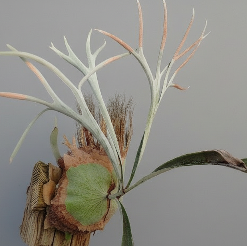 Platycerium veitchii 'Lemoinei'