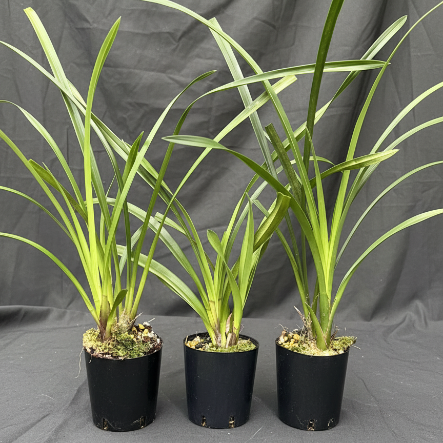 Cymbidium tracyanum