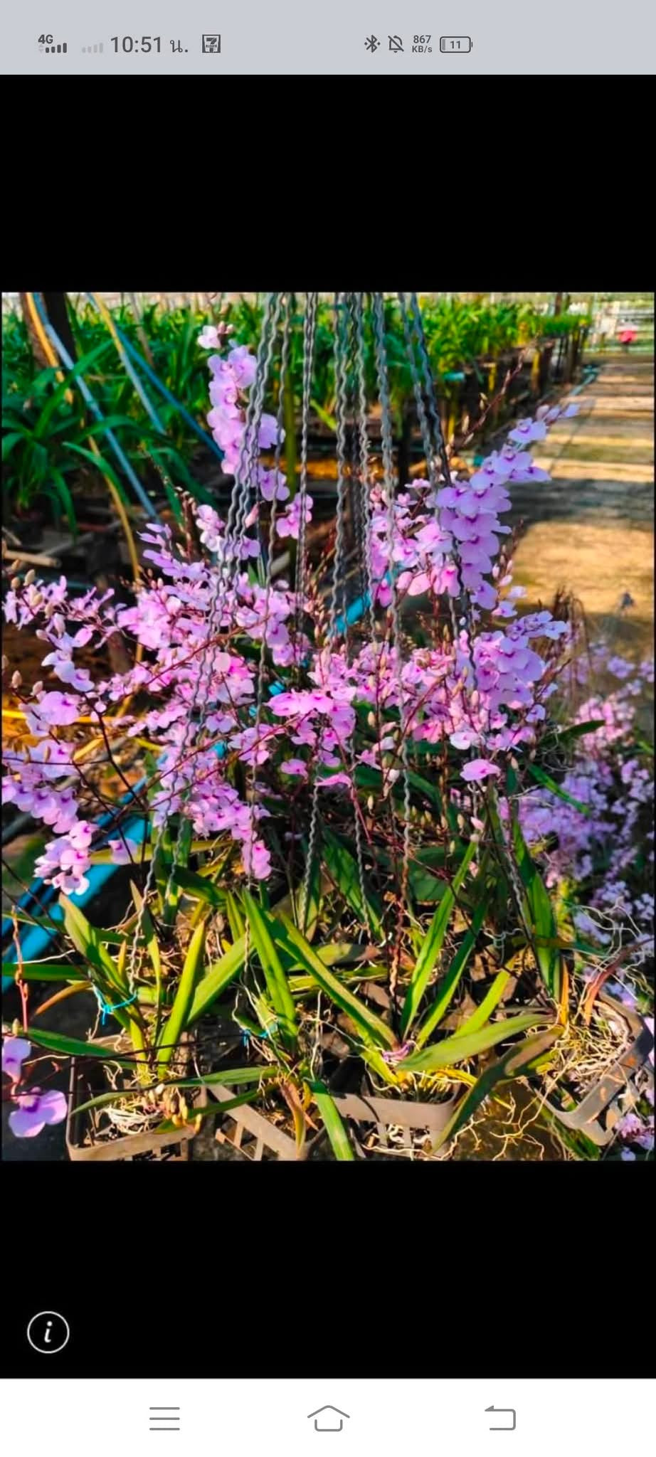 Ionopsis utricularioides
