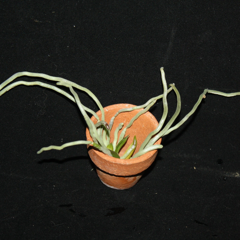 Chiloschista shanica - PotPlantPetal