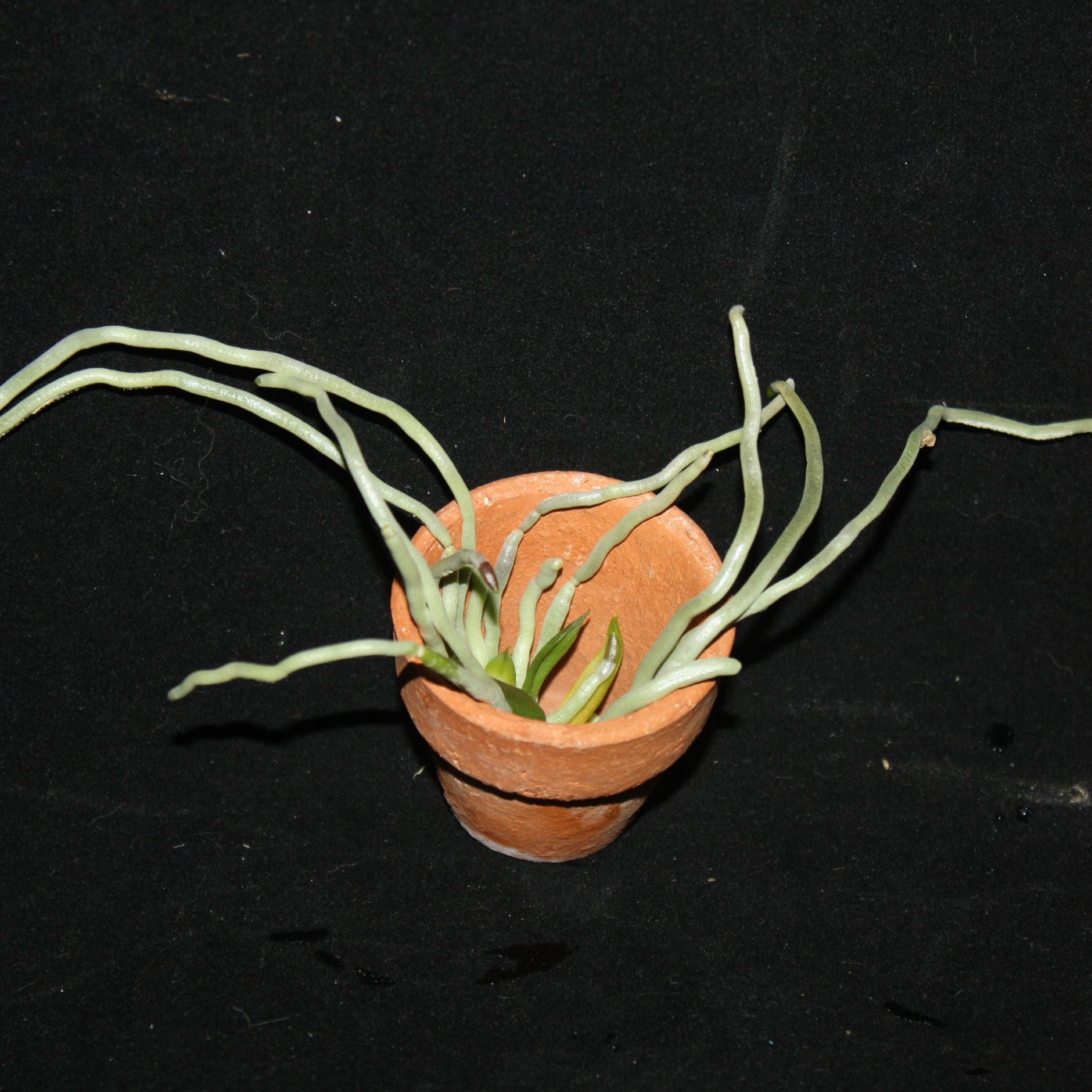 Chiloschista shanica - PotPlantPetal