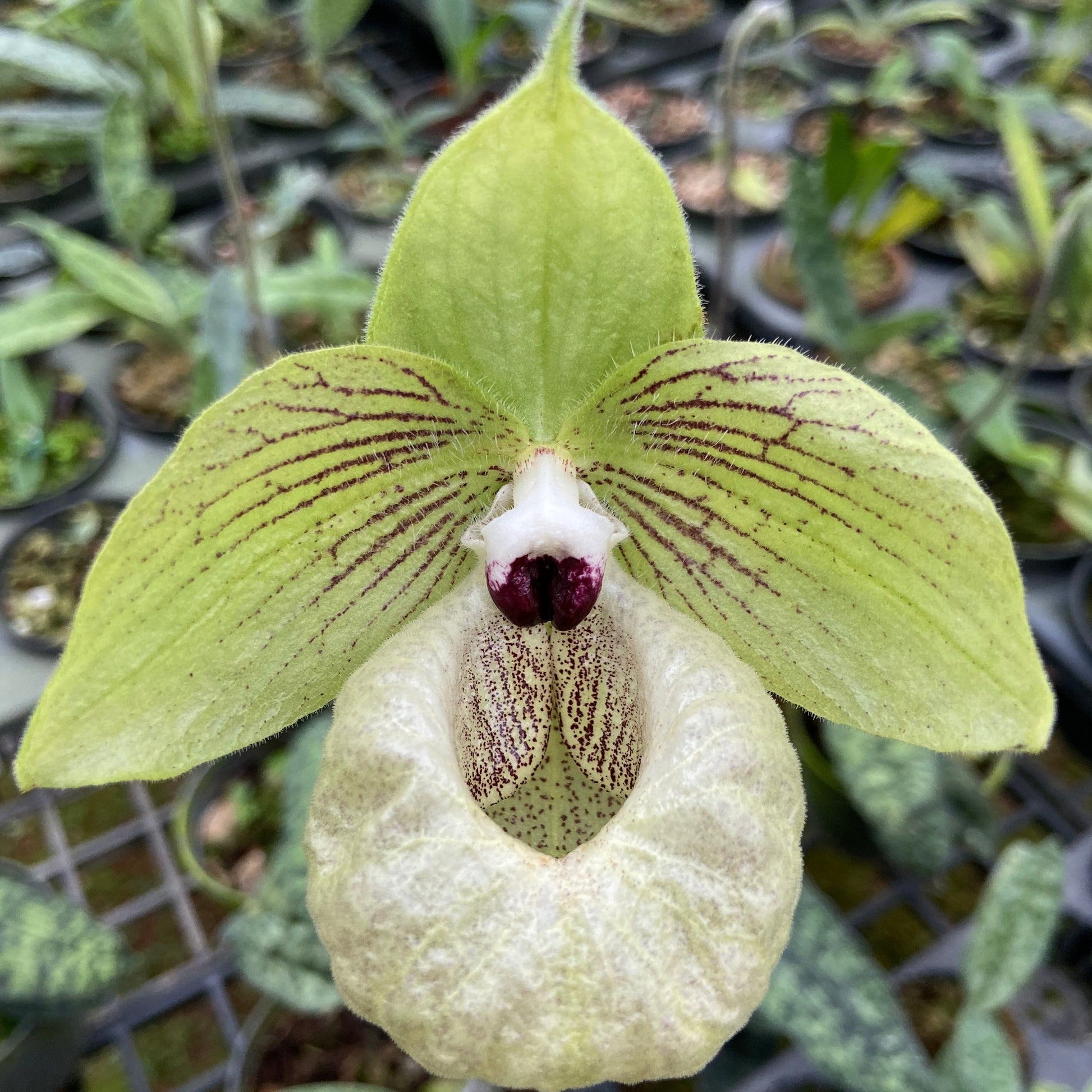 Paphiopedilum malipoense - PotPlantPetal