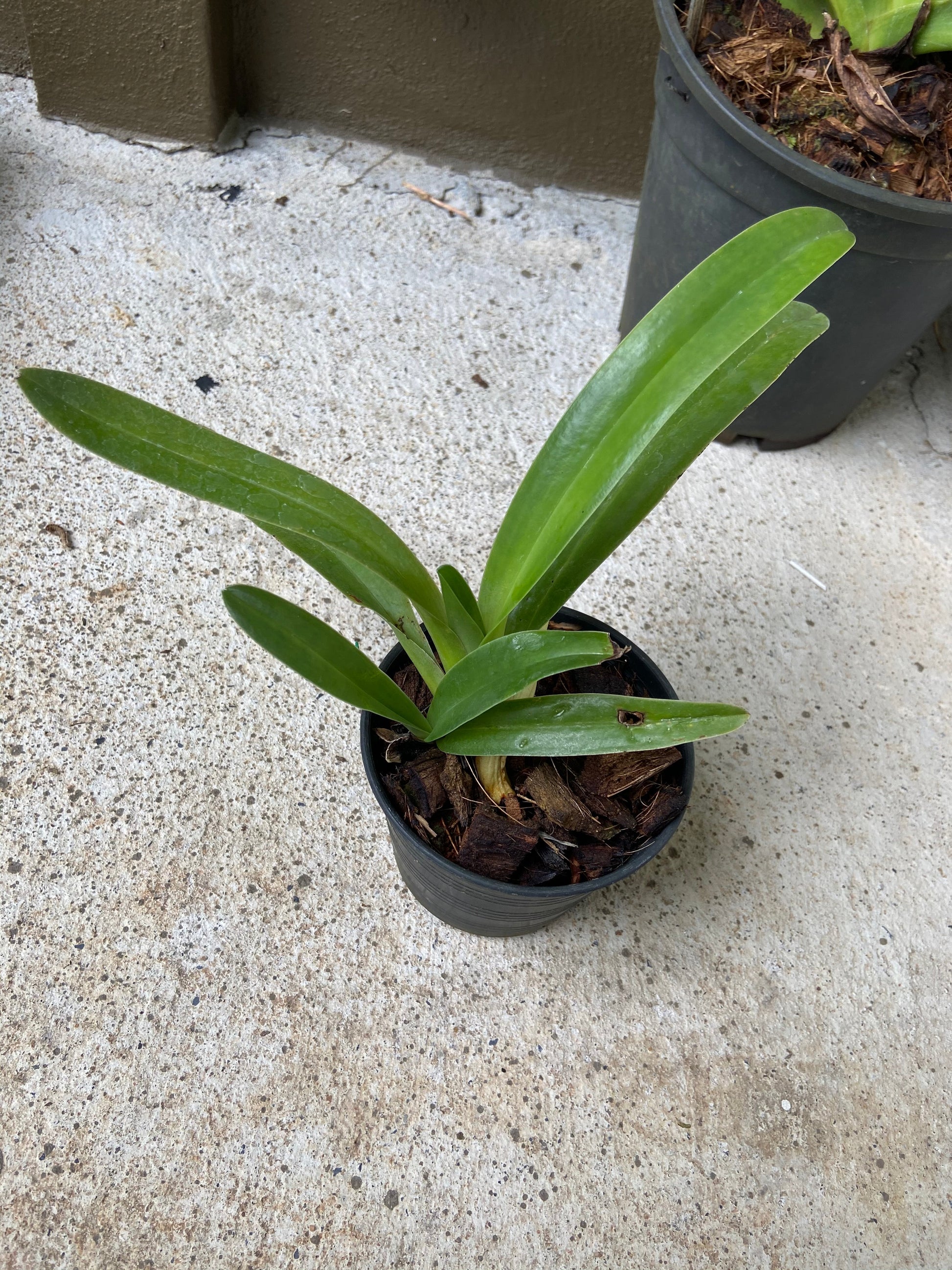Paphiopedilum dianthum - PotPlantPetal