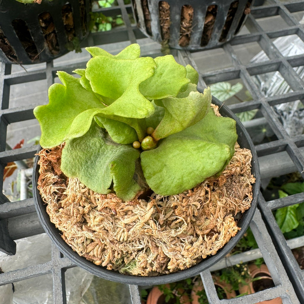 platycerium ridleyi silver dwarf - PotPlantPetal