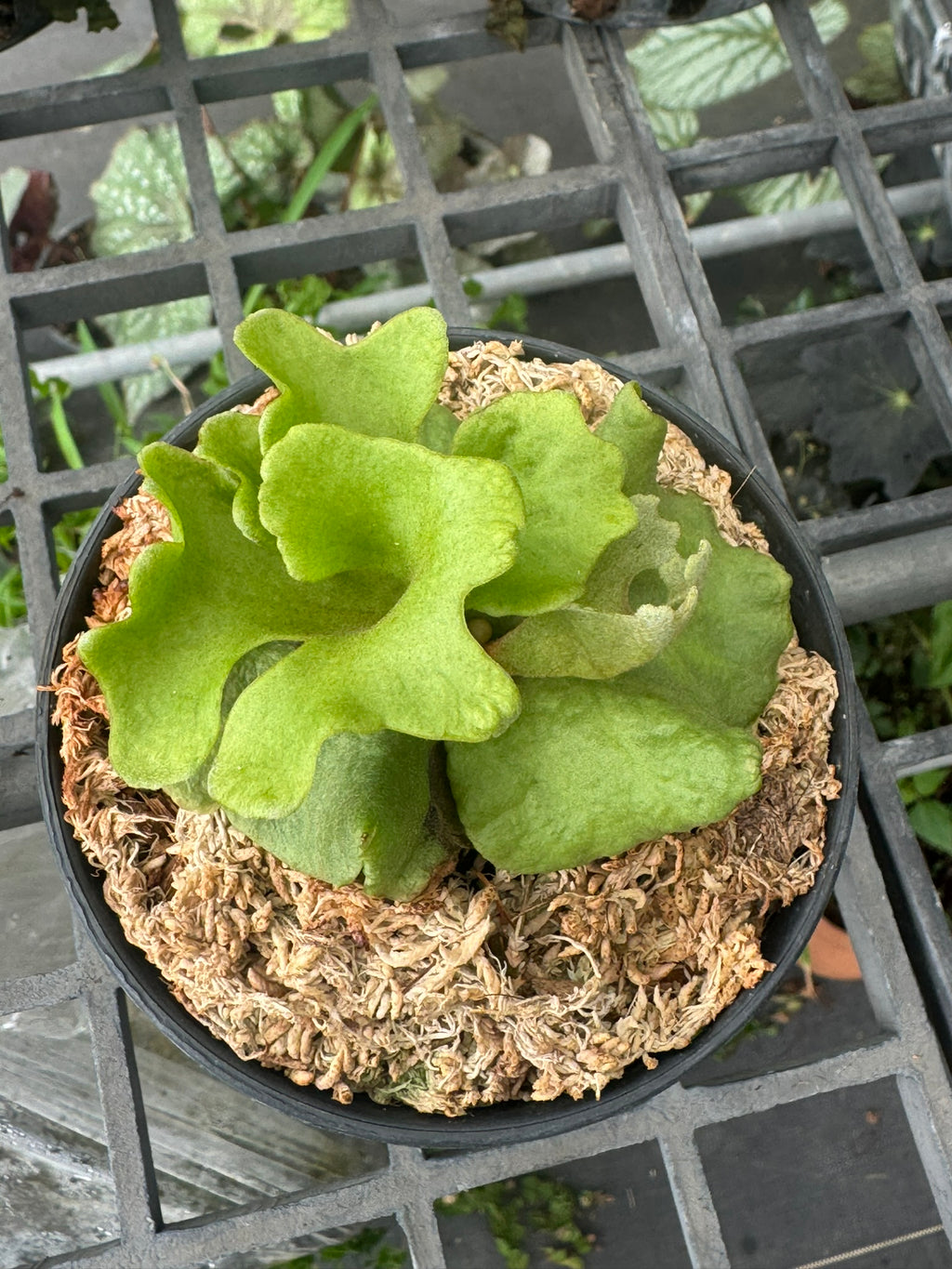platycerium ridleyi silver dwarf - PotPlantPetal