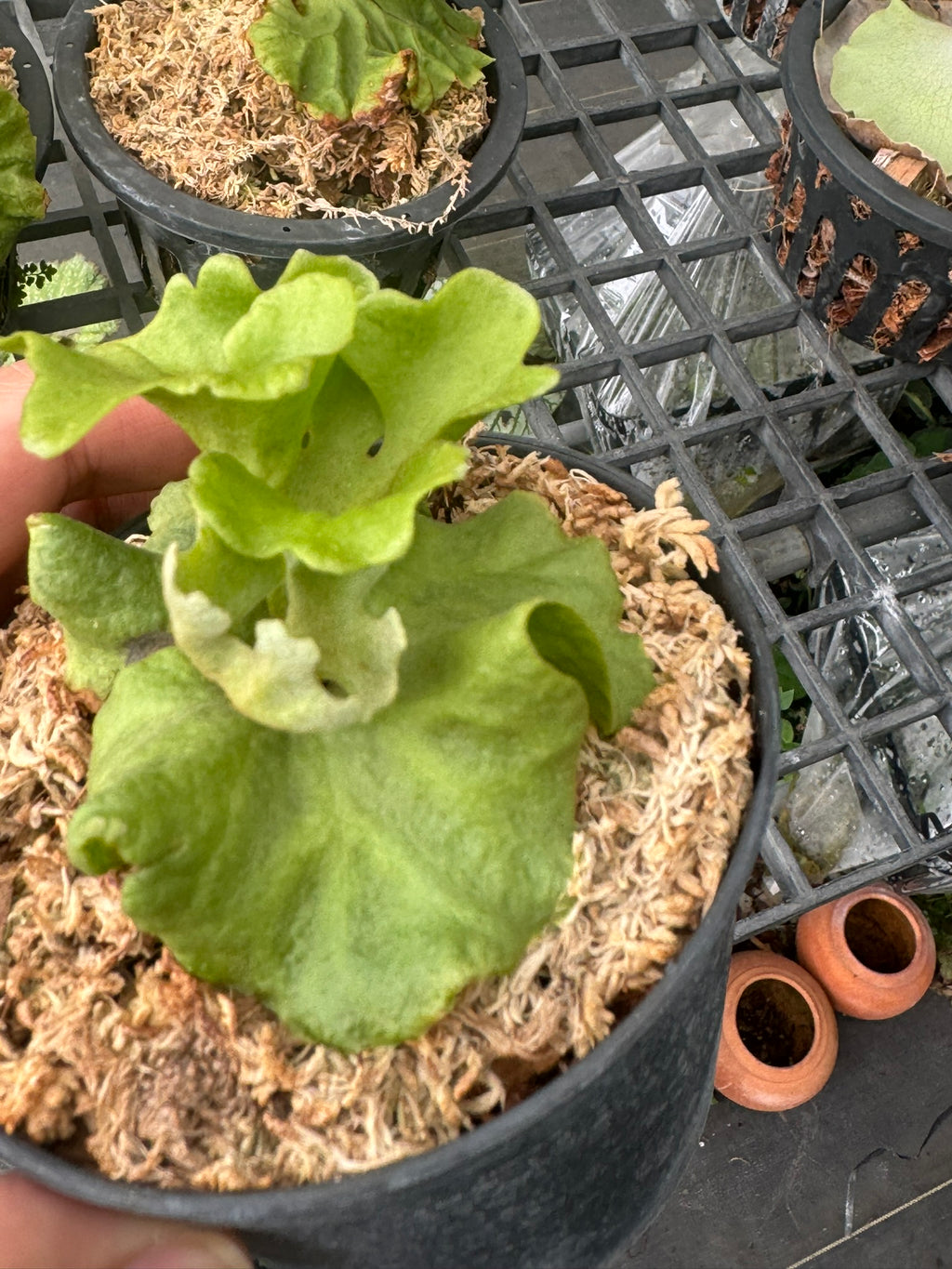 platycerium ridleyi silver dwarf - PotPlantPetal