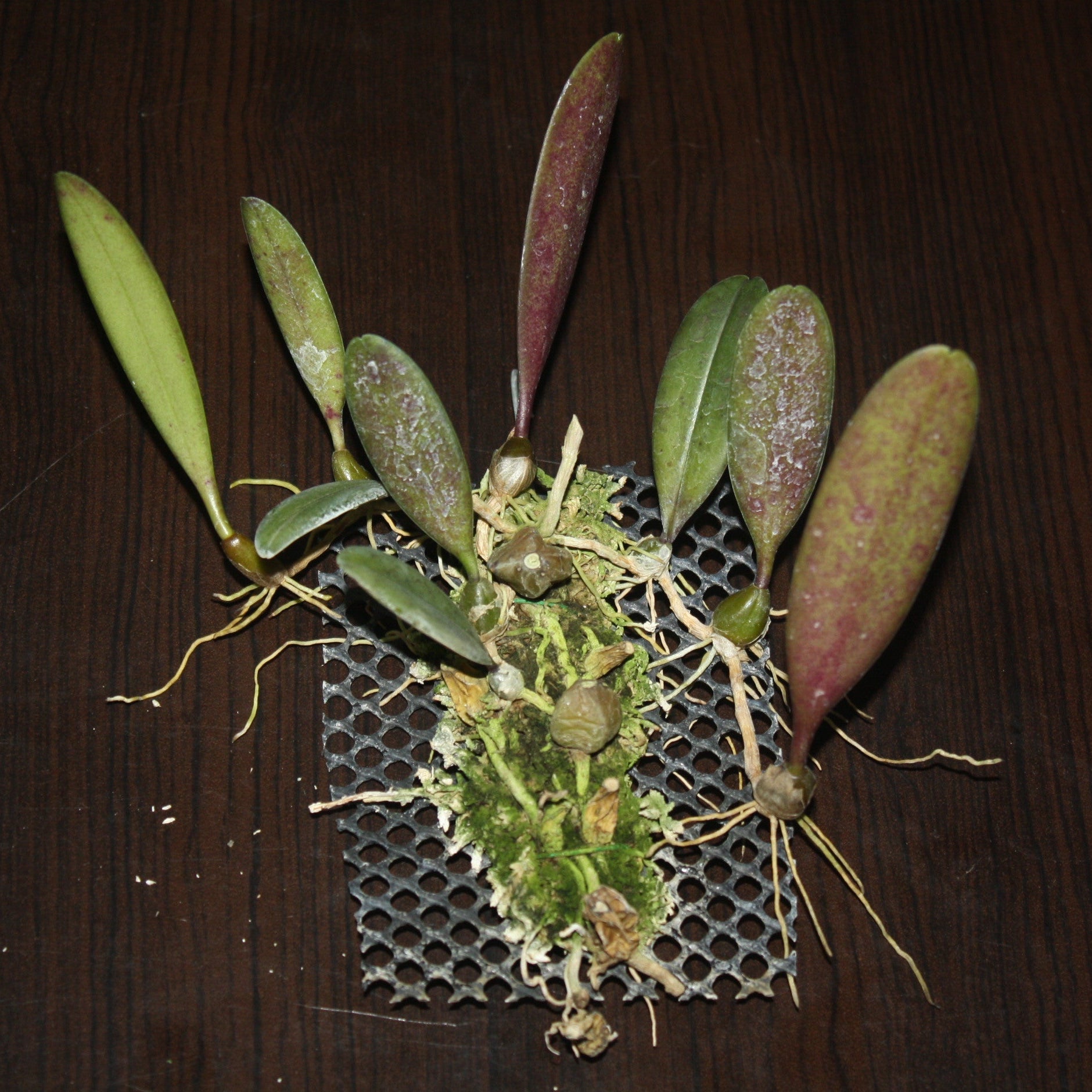 Bulbophyllum sikkimense