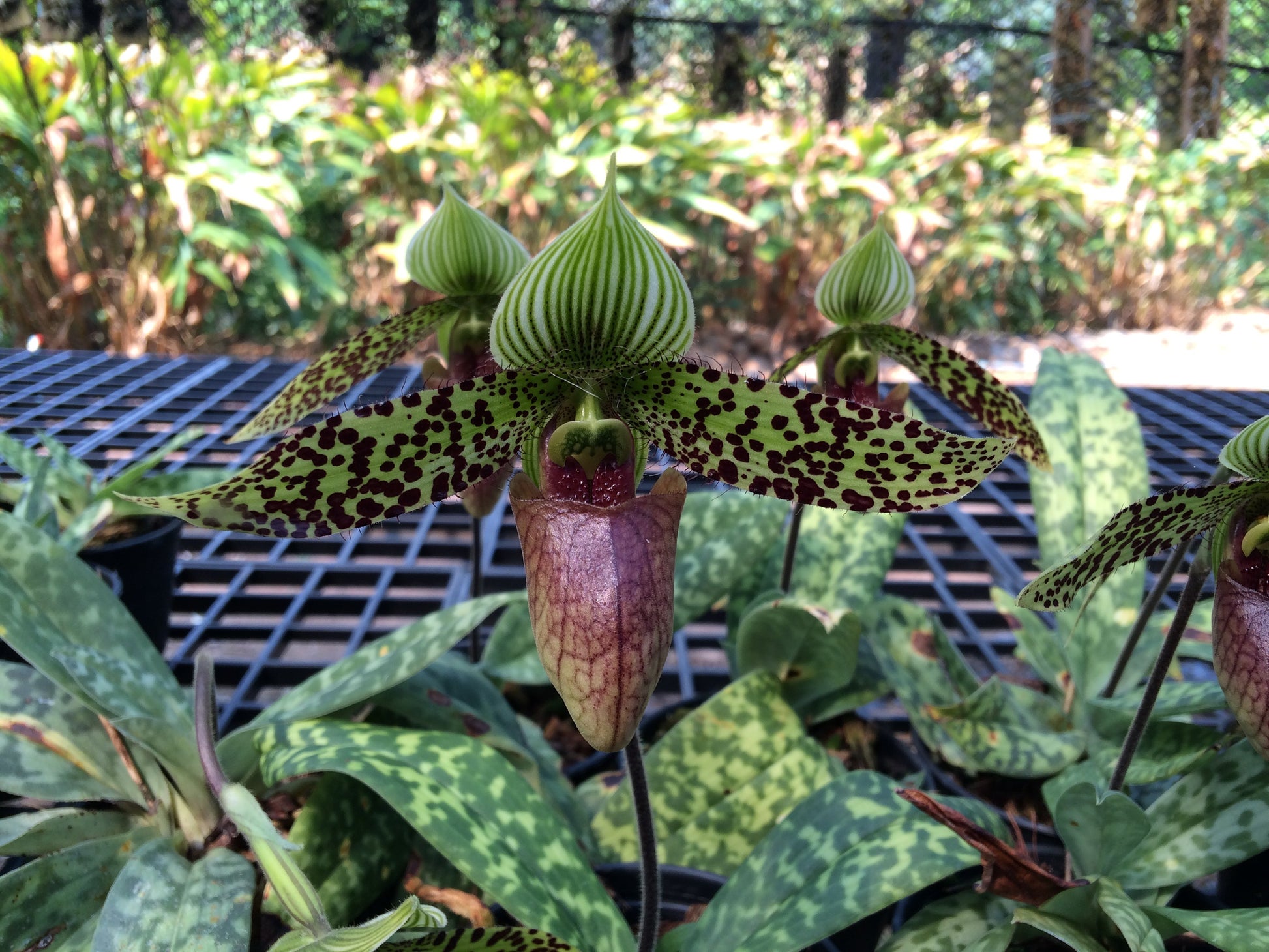 Paphiopedilum sukhakulii - PotPlantPetal