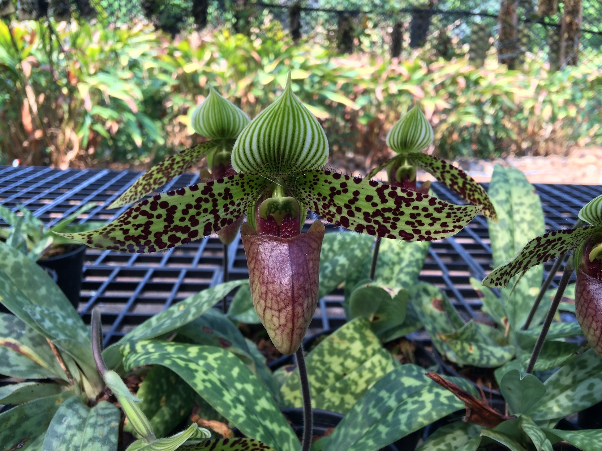 Paphiopedilum sukhakulii - PotPlantPetal